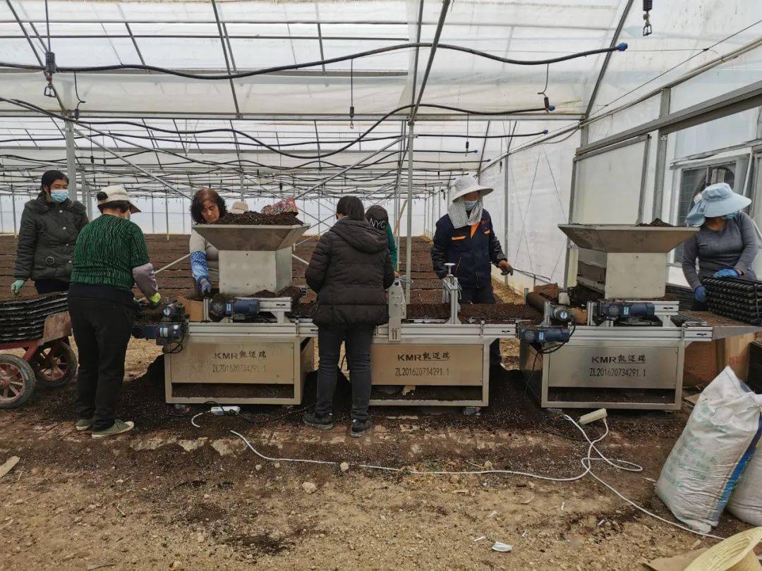 LD乐动体育大桥镇：春耕正当时 辣椒育苗忙