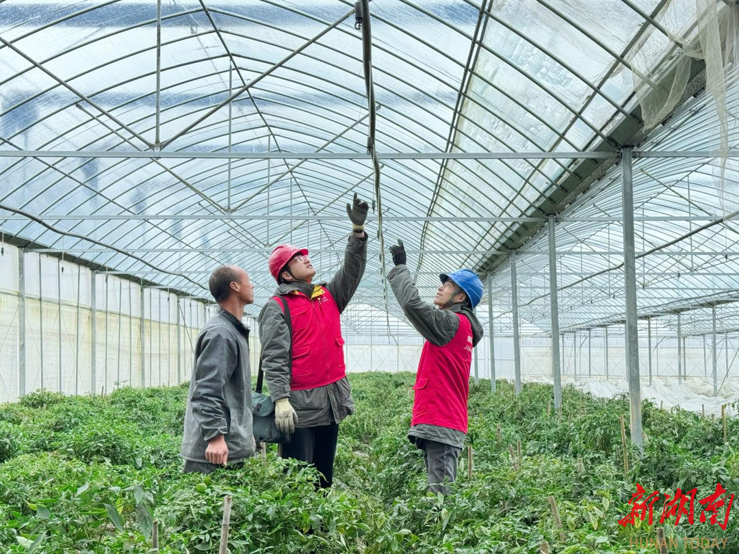 新春走基层丨电力赋能 让百姓“菜篮子”过暖LD乐动体育冬