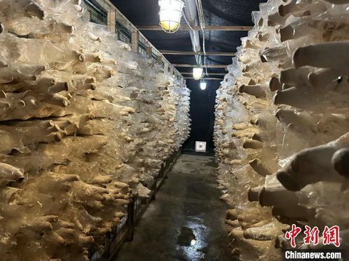 闽宁“山海情”：村民顾家挣钱两不误乐动体育