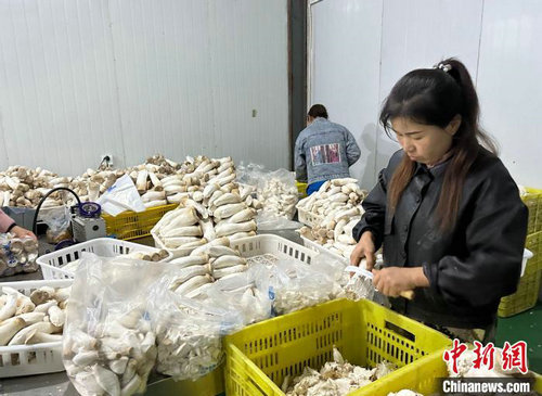 闽宁“山海情”：村民顾家挣钱两不误乐动体育(图2)