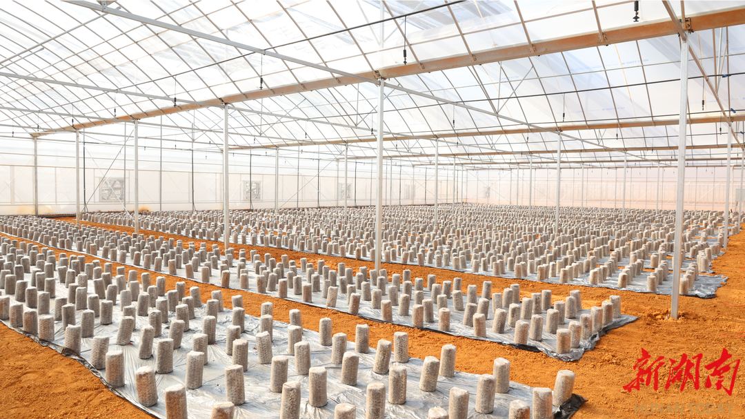 道县:闲置棚变“致富棚” 菌棒种植增产又增收乐动体育(图2) 道县:闲置棚变“致富棚” 菌棒种植增产又增收乐动体育(图2)