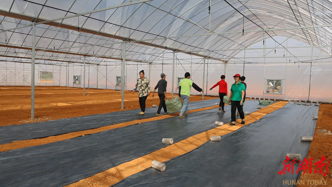 道县:闲置棚变“致富棚” 菌棒种植增产又增收乐动体育(图3) 道县:闲置棚变“致富棚” 菌棒种植增产又增收乐动体育(图3)