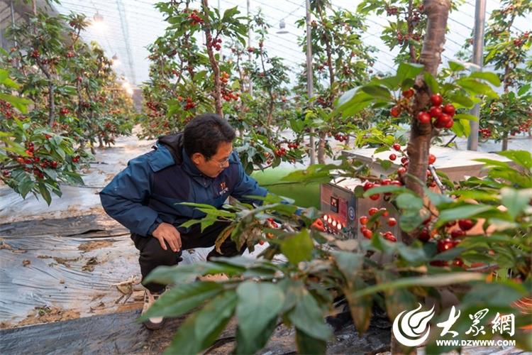 新春走基层·看发展 山东日LD乐动 乐动体育照大棚樱桃用上“黑科技”结出“黄金果”(图4) 新春走基层·看发展 山东日LD乐动 乐动体育照大棚樱桃用上“黑科技”结出“黄金果”(图4)