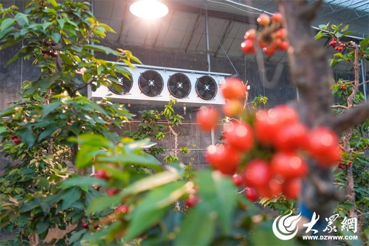 新春走基层·看发展 山东日LD乐动 乐动体育照大棚樱桃用上“黑科技”结出“黄金果”(图3) 新春走基层·看发展 山东日LD乐动 乐动体育照大棚樱桃用上“黑科技”结出“黄金果”(图3)