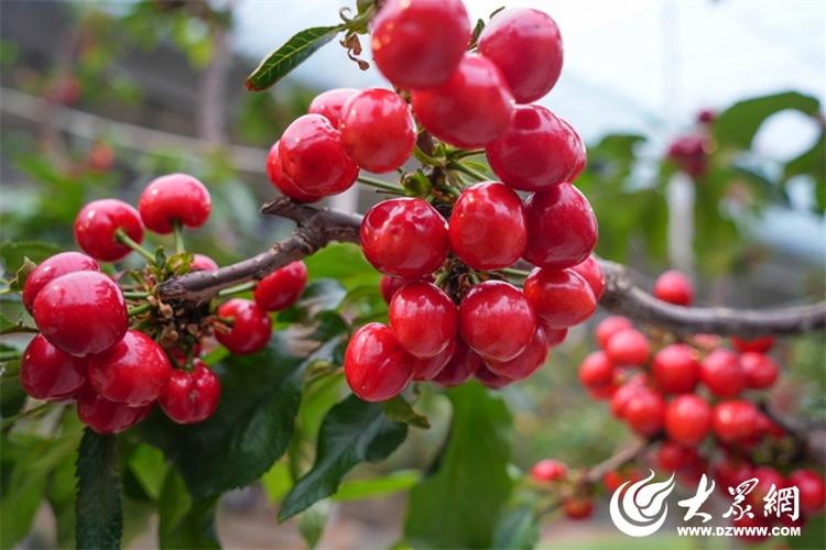 新春走基层·看发展 山东日LD乐动 乐动体育照大棚樱桃用上“