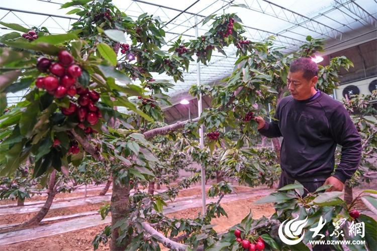 新春走基层·看发展 山东日LD乐动 乐动体育照大棚樱桃用上“黑科技”结出“黄金果”(图2) 新春走基层·看发展 山东日LD乐动 乐动体育照大棚樱桃用上“黑科技”结出“黄金果”(图2)