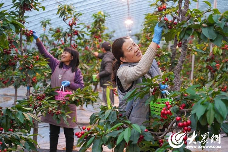 新春走基层·看发展 山东日LD乐动 乐动体育照大棚樱桃用上“黑科技”结出“黄金果”(图5) 新春走基层·看发展 山东日LD乐动 乐动体育照大棚樱桃用上“黑科技”结出“黄金果”(图5)
