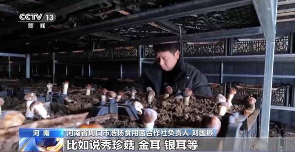 乐动体育 LD体育加固防寒措施 科学控温 各地多举措守好菜篮子(图4)