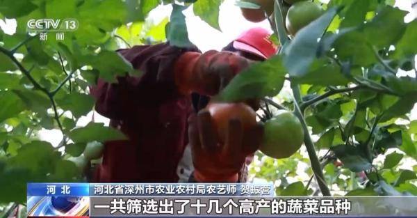 乐动体育 LD体育加固防寒措施 科学控温 各地多举措守好菜篮子(图5)