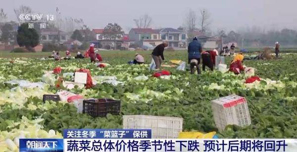 乐动体育 LD体育加固防寒措施 科学控温 各地多举措守好菜篮子(图11)