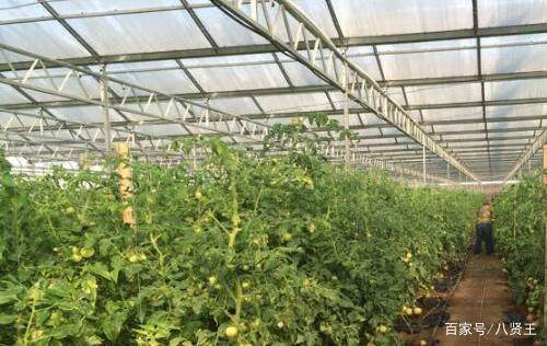 什么是智能温室大棚发展前景如何一亩地需要多少LD乐动体育钱(图3) 什么是智能温室大棚发展前景如何一亩地需要多少LD乐动体育钱(图3)