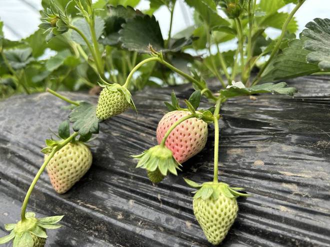 许昌襄城:家庭农LD乐动体育场引客来(图2) 许昌襄城:家庭农LD乐动体育场引客来(图2)