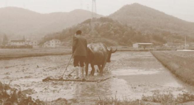 乐动体育 LD体育建区40周年 从牛耕到机耕40年织就现代农耕图(图3) 乐动体育 LD体育建区40周年 从牛耕到机耕40年织就现代农耕图(图3)