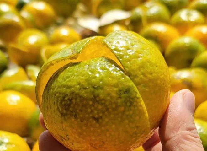 青皮、二红皮、大红皮?该怎么选?LD乐动 乐动体育(图4) 青皮、二红皮、大红皮?该怎么选?LD乐动 乐动体育(图4)