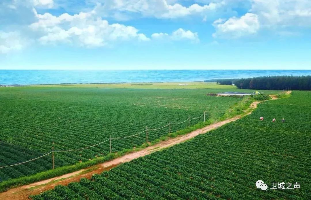 碣石的甘薯产业发展迅猛有望带动农民发展致富……LD乐动体育(图2) 碣石的甘薯产业发展迅猛有望带动农民发展致富……LD乐动体育(图2)