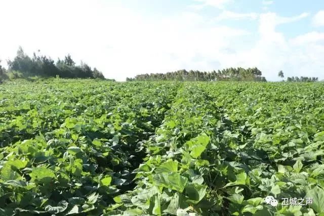 碣石的甘薯产业发展迅猛有望带动农民发展致富……LD乐动体育(图6) 碣石的甘薯产业发展迅猛有望带动农民发展致富……LD乐动体育(图6)