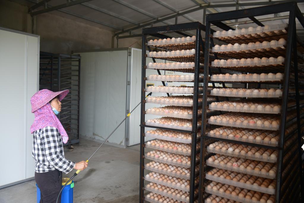 乐动体育新华全媒+丨“一只鸡”背后的“土特产”文章