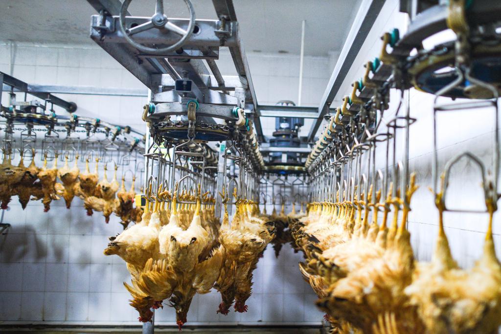 乐动体育新华全媒+丨“一只鸡”背后的“土特产”文章(图2)