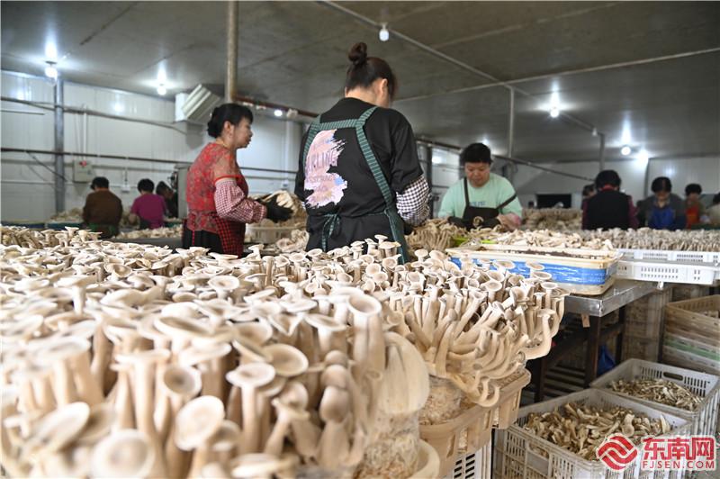LD乐动 乐动体育福建深入践行大食物观丨三明青山绿林下的舌尖美味!(图3) LD乐动 乐动体育福建深入践行大食物观丨三明青山绿林下的舌尖美味!(图3)